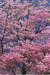 KK官方对战平台火爆生存新图《进化吧僵尸》上线！塔防守城狂虐僵尸！